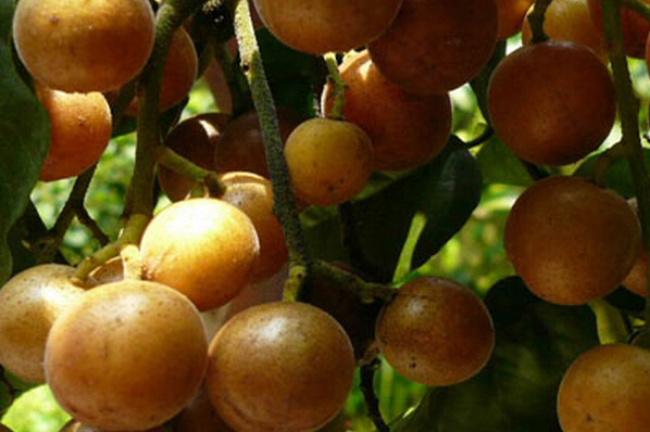 黃皮果的功效是什么 黃皮果有什么功效 黃皮的功效與作用