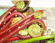 蕨菜的營養(yǎng)價值和功效 蕨菜的功效與作用