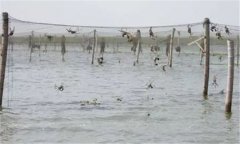 河蟹養(yǎng)殖周期是多久，河蟹怎么看肥不肥？