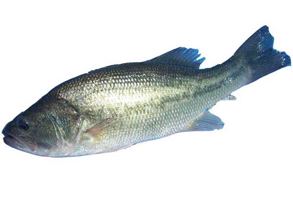 鱸魚養(yǎng)殖技術(shù) 鱸魚養(yǎng)殖方法