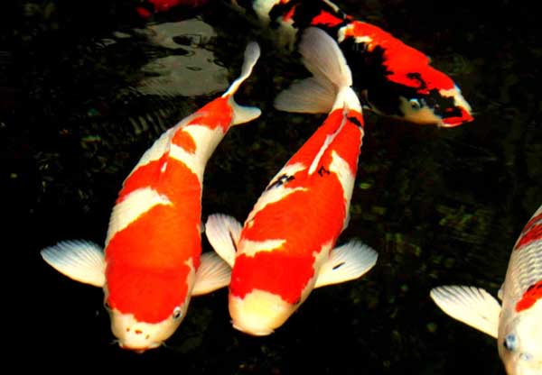 魚類的品種知識(shí)