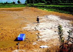 怎樣用生石灰、漂白粉、茶枯和巴豆給魚塘消毒