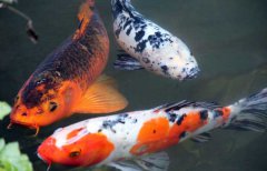 錦鯉品種有哪些？