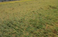 水稻倒伏的類型、原因與防治（預防）方法