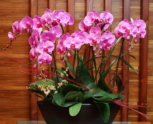 蝴蝶蘭怎么養(yǎng) 養(yǎng)殖蝴蝶蘭要注意什么 蝴蝶蘭怎么養(yǎng)