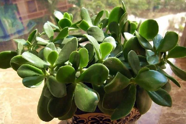 玉樹的養(yǎng)殖方法 養(yǎng)殖玉樹的注意事項(xiàng) 花卉怎么養(yǎng)