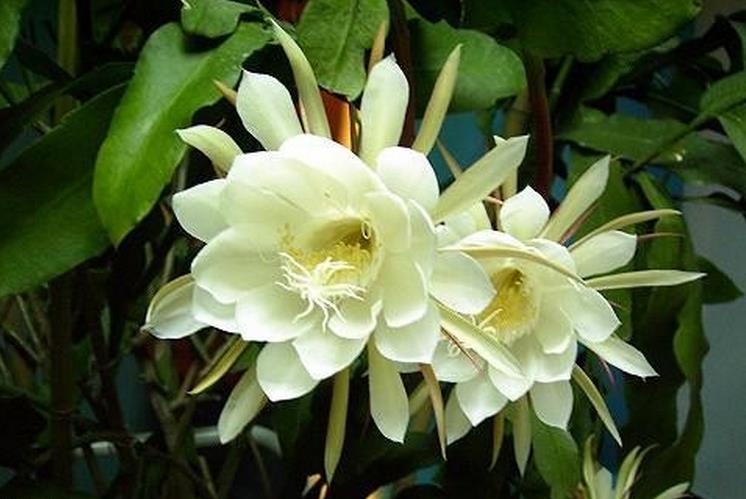 曇花盆栽養(yǎng)植方法和注意事項(xiàng) 曇花養(yǎng)殖方法