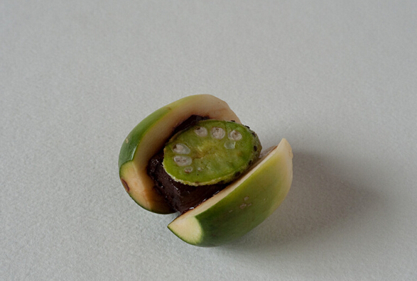 檳榔的功效與作用 檳榔的作用與功效