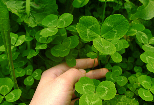 苜蓿的功效與作用 吃苜蓿的好處 苜蓿的作用與功效