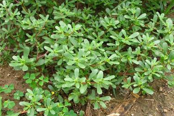 馬齒莧能治療哪些疾病 馬齒莧的藥用功效 馬齒莧的功效與作用