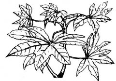 怎樣養(yǎng)護八角金盤？