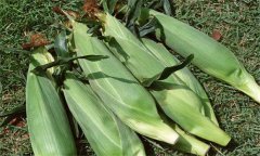 糯玉米如何進(jìn)行水肥管理？糯玉米種植技術(shù)要點(diǎn)