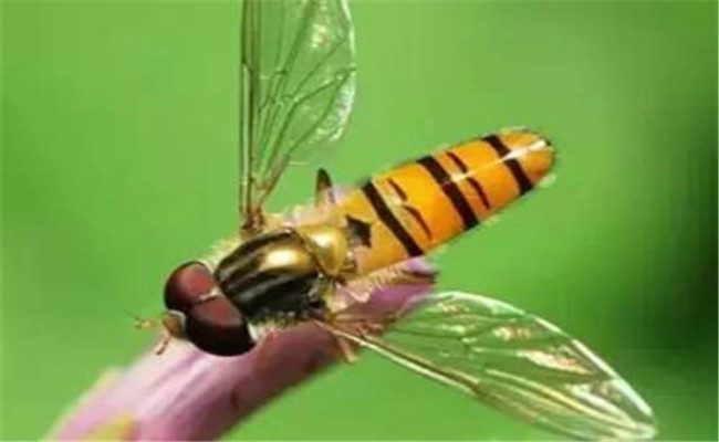 玉米鉆心蟲的生物防治