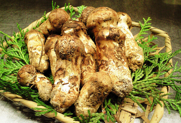 松茸的功效與作用 吃松茸的好處 經(jīng)濟(jì)作物的作用與功效