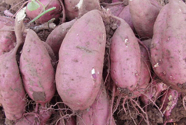 山芋的功效 山芋怎么吃好 山芋的功效與作用