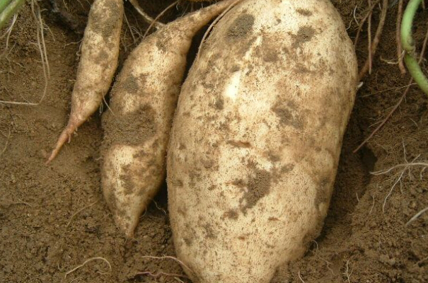 白薯的功效與作用 吃白薯的好處 糧食的作用與功效