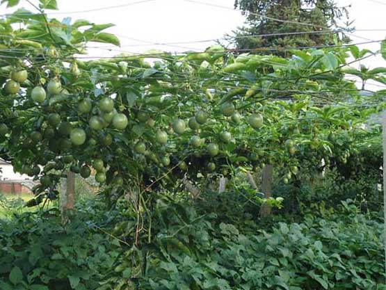 百香果種植技術(shù) 百香果種植方法