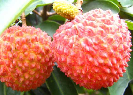 荔枝產(chǎn)地主要在哪些地方? 荔枝種植技術