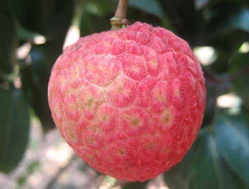 荔枝品種有哪些? 荔枝品種知識