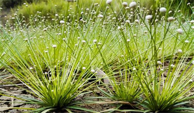 谷精草名稱(chēng)的來(lái)歷