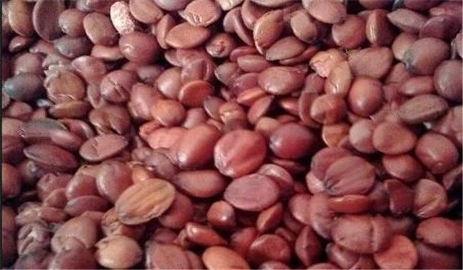 酸棗仁的用法、用量與禁忌