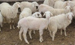 母羊子宮內(nèi)膜炎怎么治療，有哪些癥狀如何預(yù)防