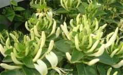 金銀花美容養(yǎng)顏嗎？介紹兩個(gè)金銀花的養(yǎng)顏妙方