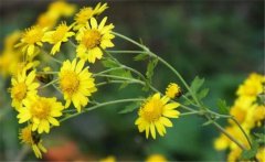 野菊花史話，介紹幾個(gè)野菊花的消腫養(yǎng)顏妙方