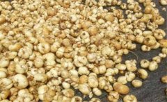 浙貝母產(chǎn)地在哪里？浙貝母的性味與功效簡介