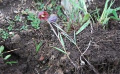 川貝母產(chǎn)地是哪里？川貝母的用法、用量與禁忌