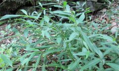 白前的性味、功效、用法用量與禁忌