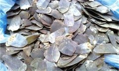 穿山甲的性能、主治、臨床應用及用藥注意事項