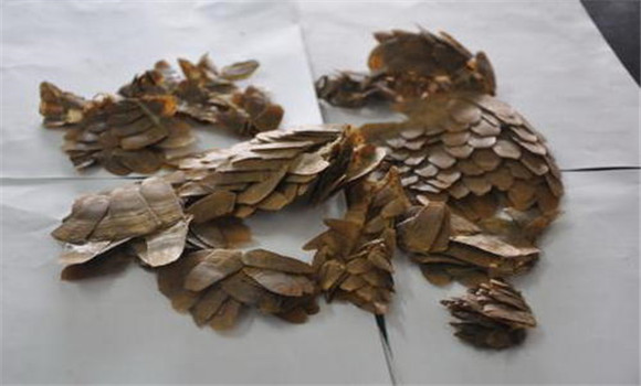 穿山甲的用法、用量與禁忌