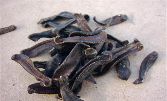 水蛭的用法、用量與禁忌