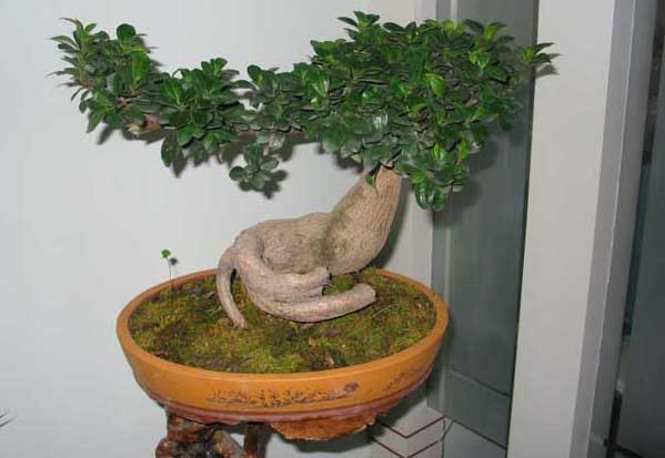 盆景榕樹怎么養(yǎng)? 榕樹養(yǎng)殖方法