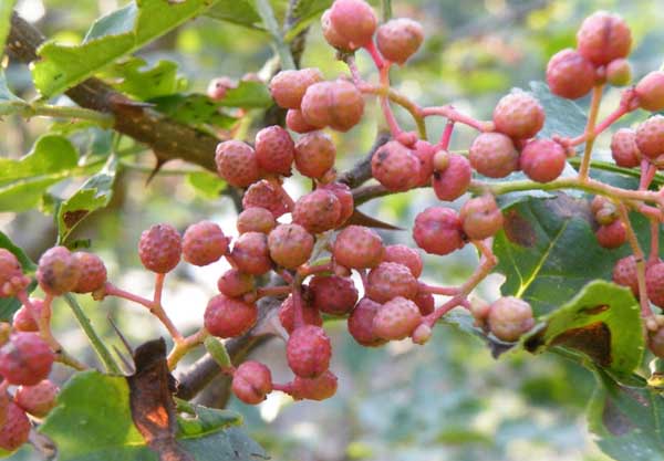 花椒水泡腳的好處及注意事項(xiàng) 花椒種植