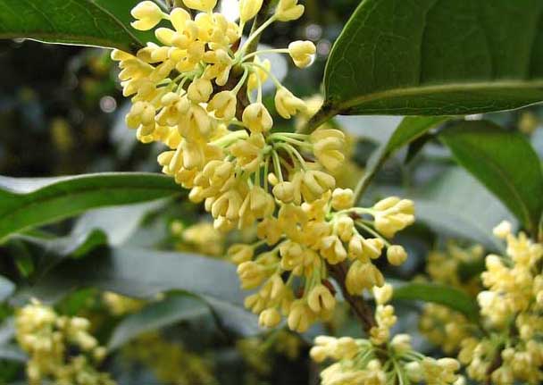 桂花樹種植技術(shù) 桂花種植