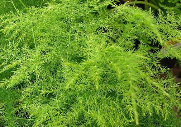 文竹的修剪方法及圖解 文竹養(yǎng)殖方法