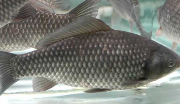 鯽魚的養(yǎng)殖密度、品種搭配、飼料選擇