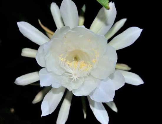 曇花什么時候開花? 曇花種植方法