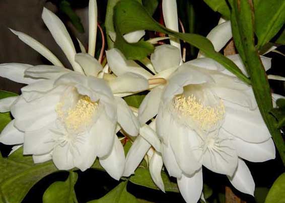 曇花什么時候開花? 曇花種植方法