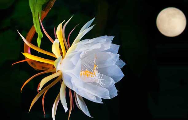 曇花一現(xiàn)只為韋陀的故事傳說(shuō) 曇花種植方法