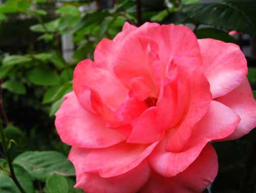 月季花種子怎么種? 月季種植方法