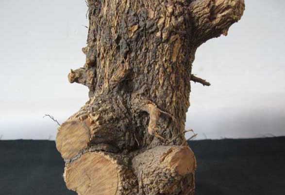 黃楊木價(jià)格為什么這么貴? 黃楊怎么養(yǎng)