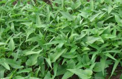 蕹菜的種植方法和技巧 蕹菜種植技術(shù)