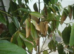 平安樹葉子下垂及干枯該怎么辦？