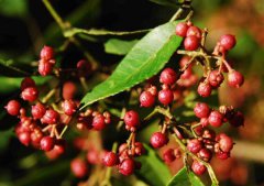 花椒產(chǎn)地主要在哪些地方？