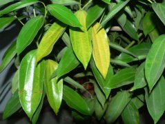 平安樹葉子發(fā)黃是怎么回事？