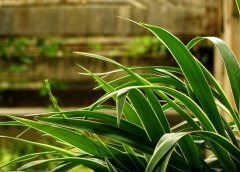 金邊吊蘭葉尖發(fā)黃怎么辦？