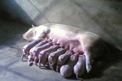 母豬產(chǎn)后癱瘓的病因，如何治療母豬產(chǎn)后癱瘓